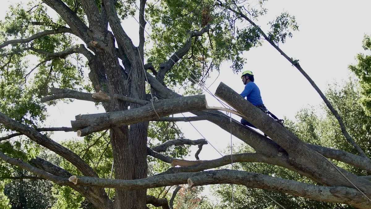Professional Crown Thinning performed by certified arborists in Saint Joseph